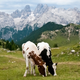 Image for article titled There's a matchmaking app for cows called Tudder